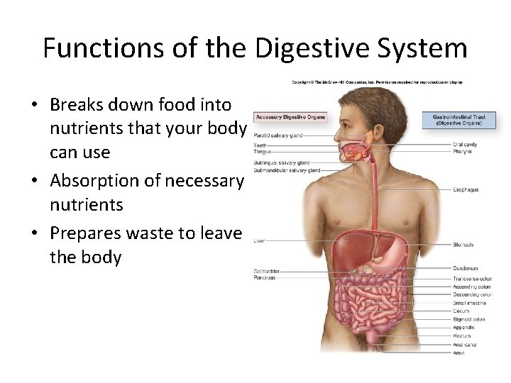 Functions of the Digestive System • Breaks down food into nutrients that your body