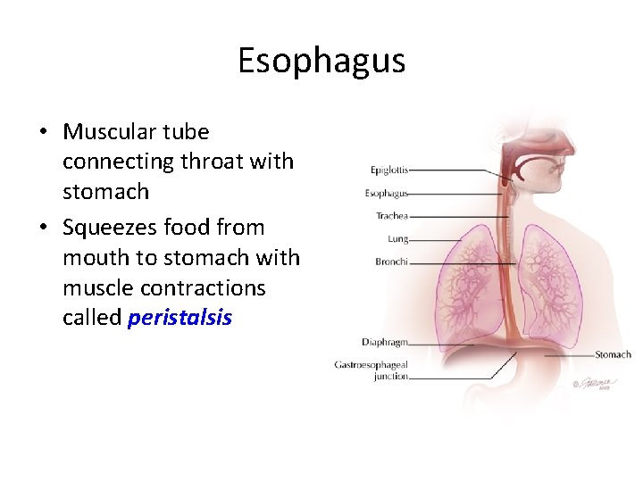 Esophagus • Muscular tube connecting throat with stomach • Squeezes food from mouth to