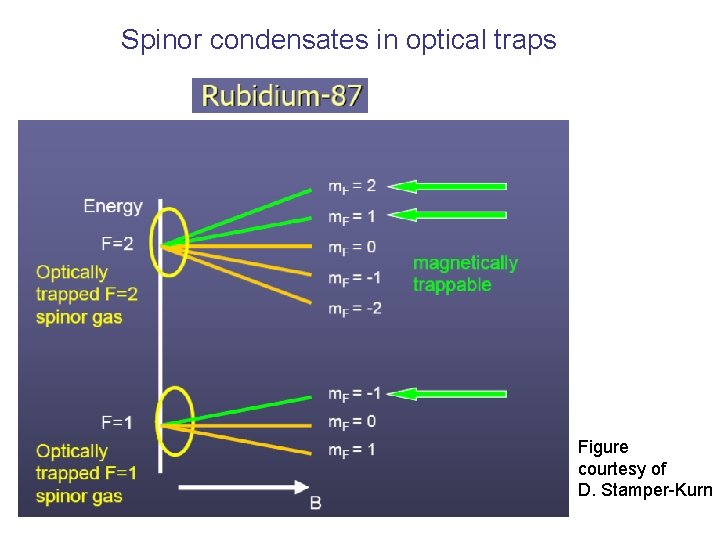 Spinor condensates in optical traps Figure courtesy of D. Stamper-Kurn 