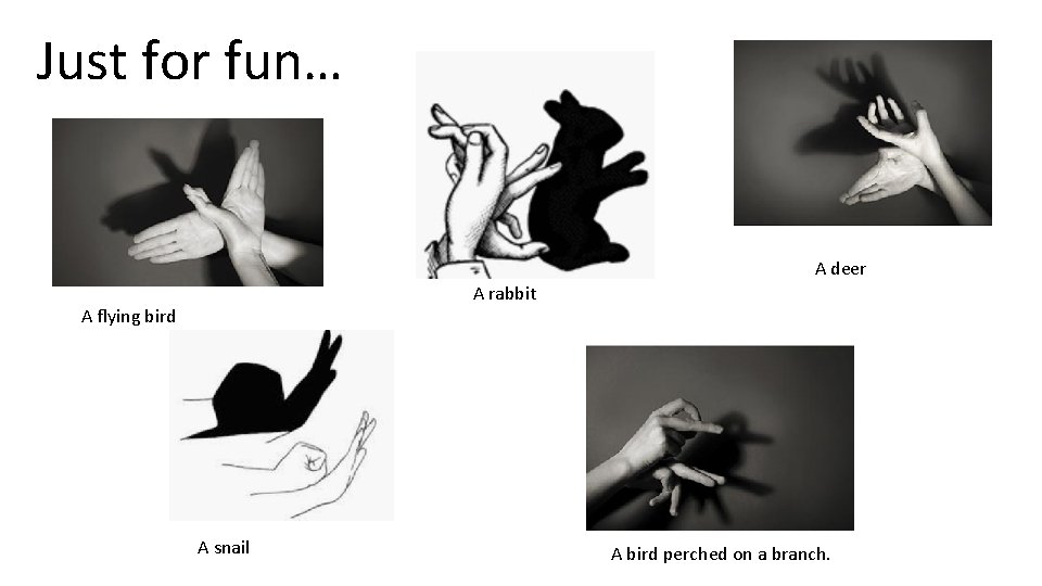 Just for fun… A deer A rabbit A flying bird A snail A bird
