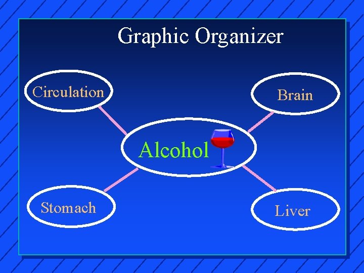 Graphic Organizer Circulation Brain Alcohol Stomach Liver 