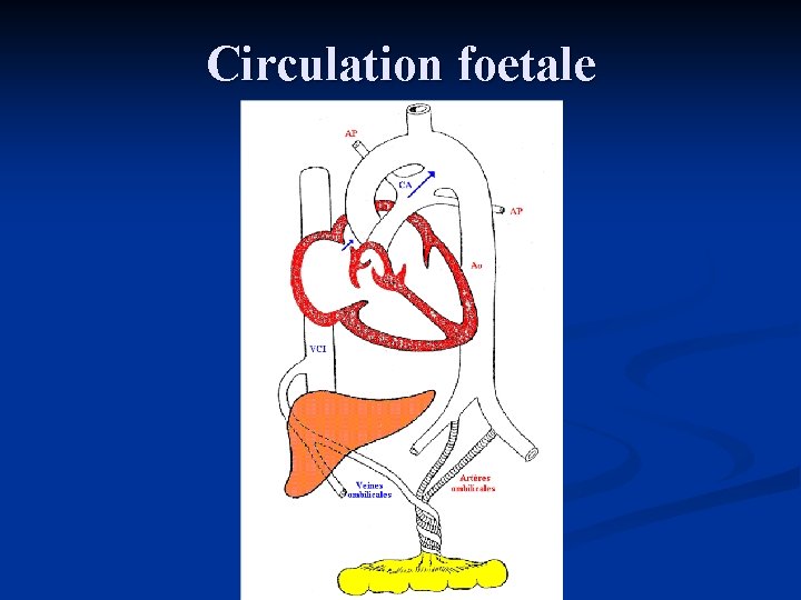 Circulation foetale 