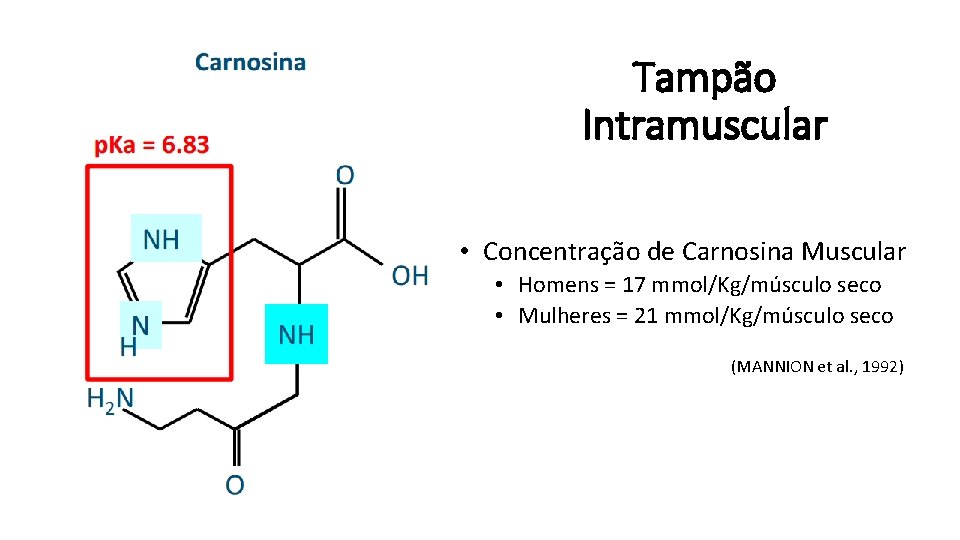 Tampão Intramuscular • Concentração de Carnosina Muscular • Homens = 17 mmol/Kg/músculo seco •