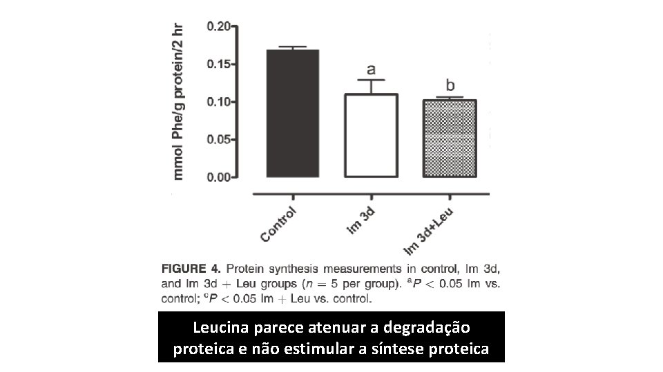 Leucina parece atenuar a degradação proteica e não estimular a síntese proteica 