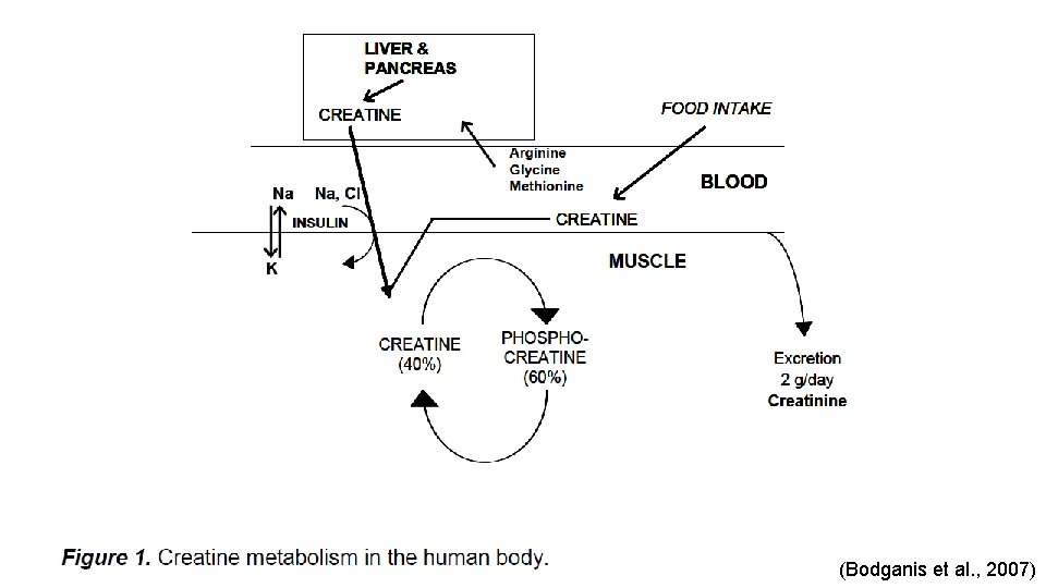 (Bodganis et al. , 2007) 