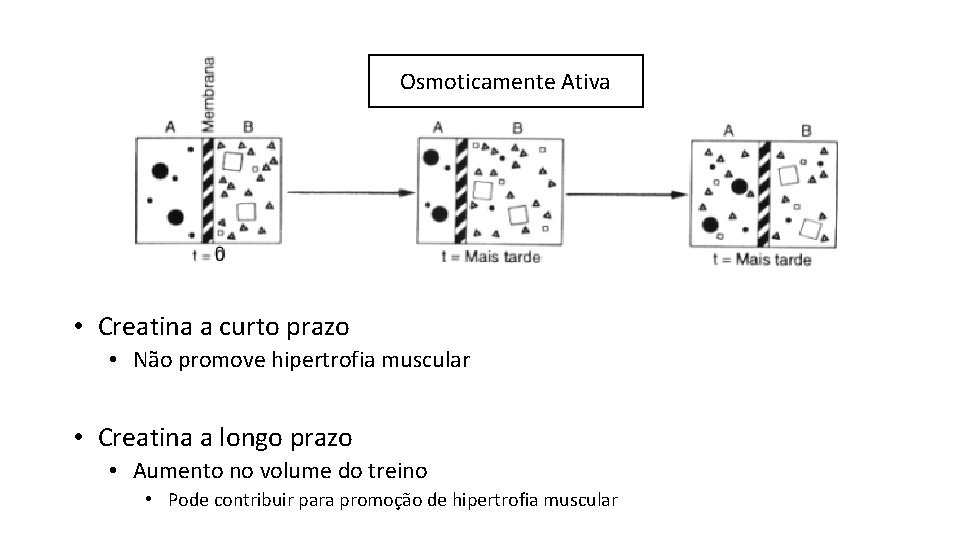 Osmoticamente Ativa • Creatina a curto prazo • Não promove hipertrofia muscular • Creatina