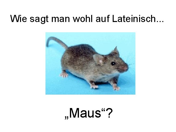 Wie sagt man wohl auf Lateinisch. . . „Maus“? 