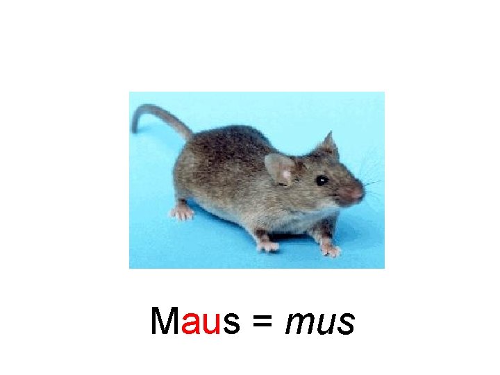 Maus = mus 