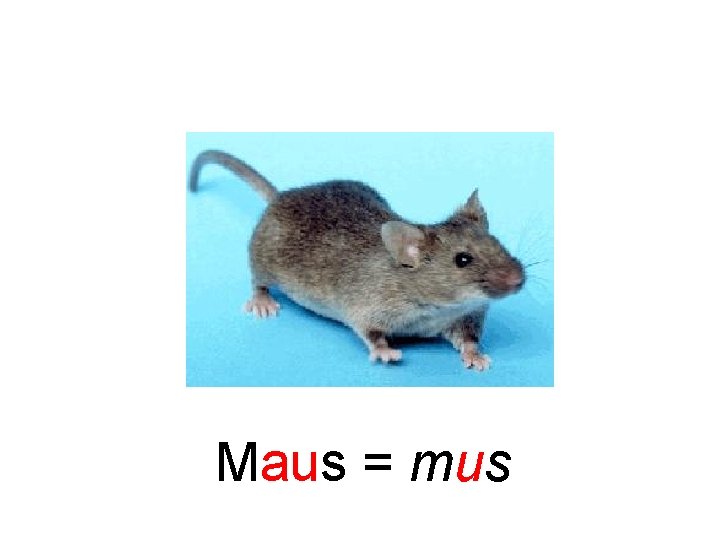 Maus = mus 