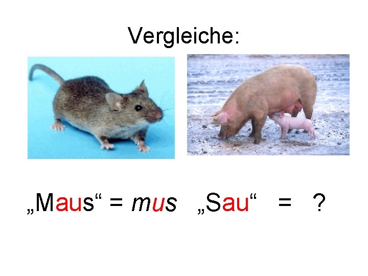 Vergleiche: „Maus“ = mus „Sau“ = ? 