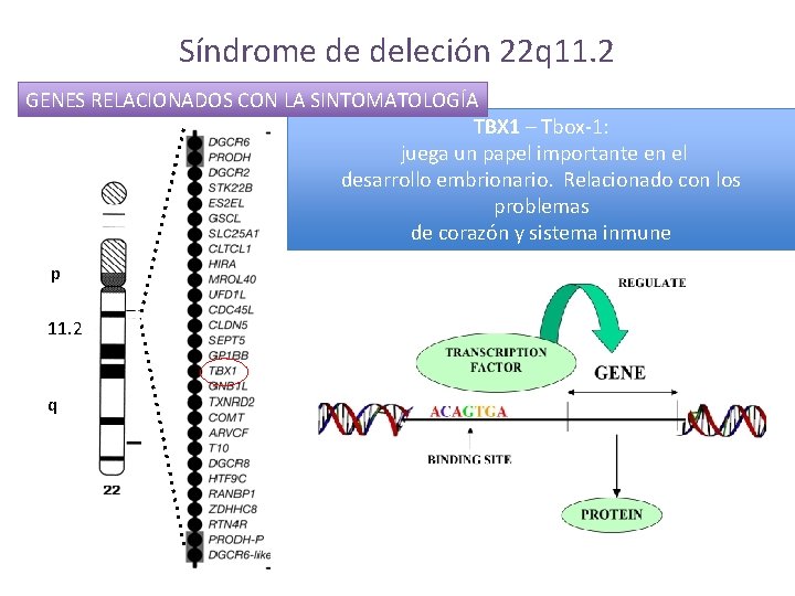 Síndrome de deleción 22 q 11. 2 GENES RELACIONADOS CON LA SINTOMATOLOGÍA TBX 1