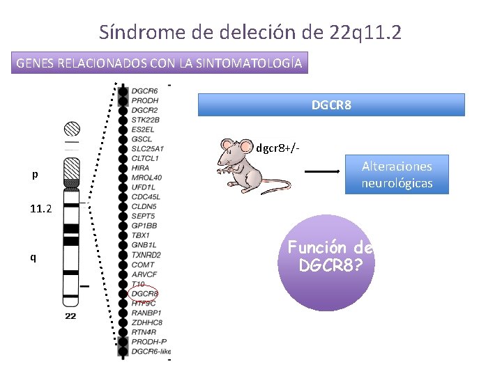 Síndrome de deleción de 22 q 11. 2 GENES RELACIONADOS CON LA SINTOMATOLOGÍA DGCR
