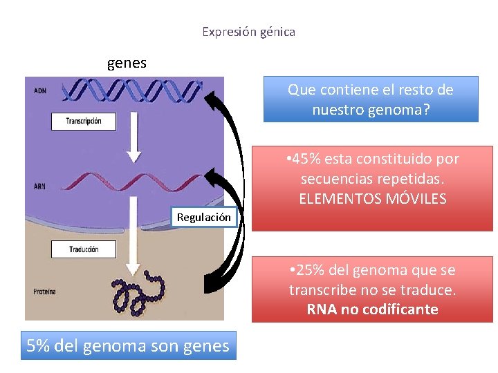 Expresión génica genes Que contiene el resto de nuestro genoma? • 45% esta constituido