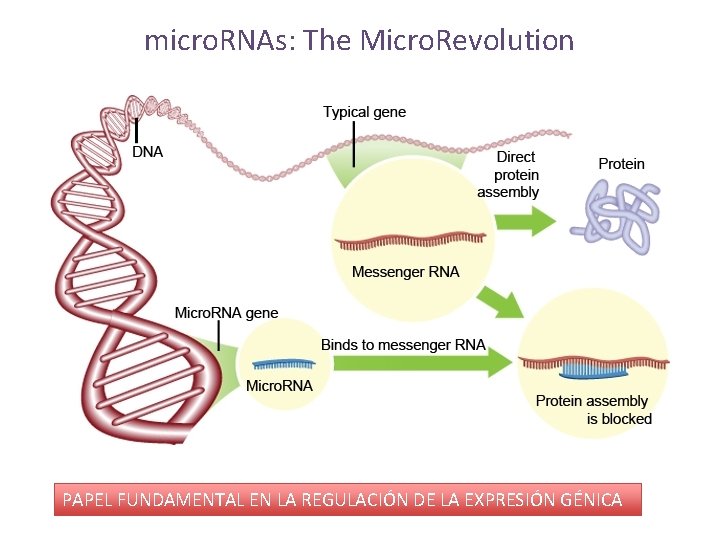 micro. RNAs: The Micro. Revolution PAPEL FUNDAMENTAL EN LA REGULACIÓN DE LA EXPRESIÓN GÉNICA