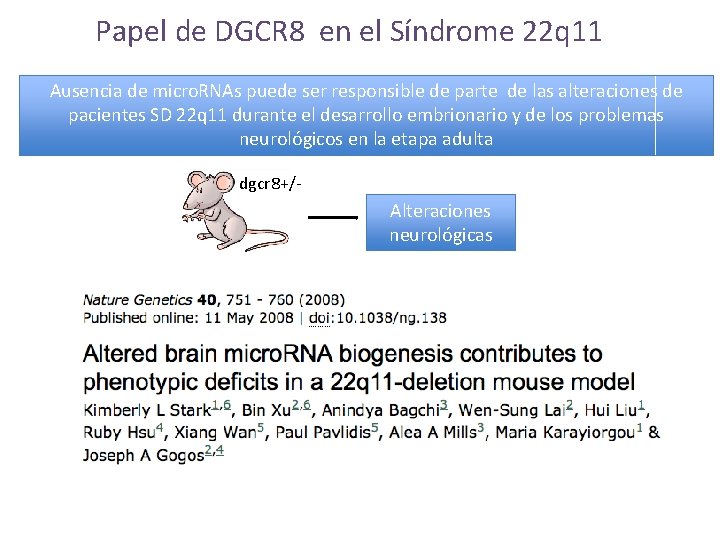 Papel de DGCR 8 en el Síndrome 22 q 11 Ausencia de micro. RNAs