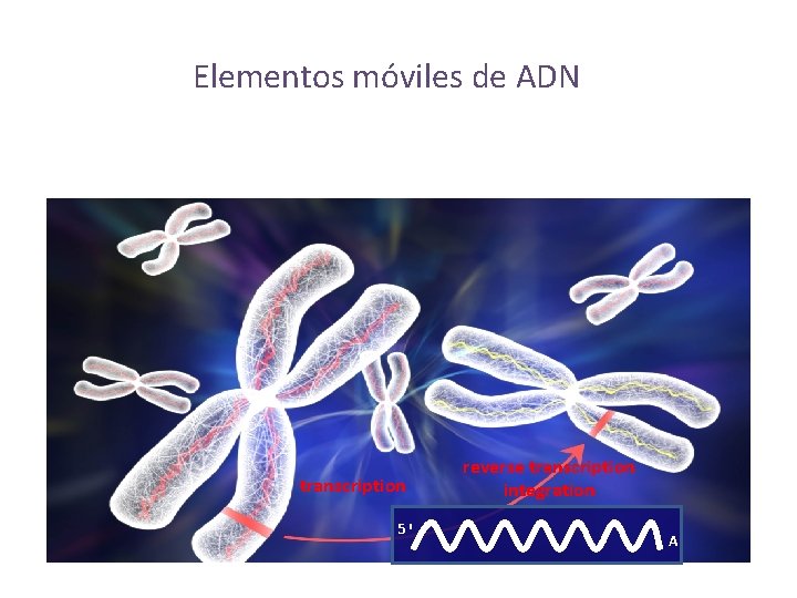 Elementos móviles de ADN transcription 5' reverse transcription integration A 