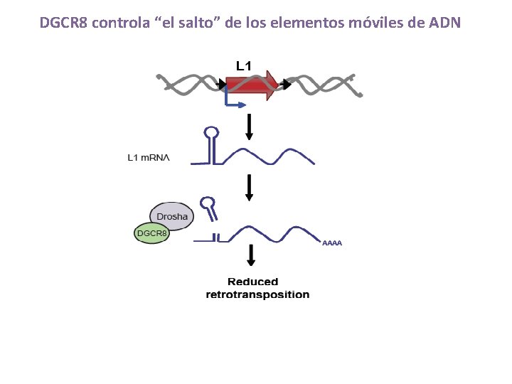 DGCR 8 controla “el salto” de los elementos móviles de ADN 