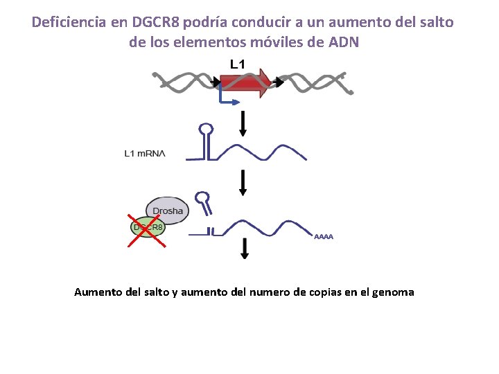 Deficiencia en DGCR 8 podría conducir a un aumento del salto de los elementos