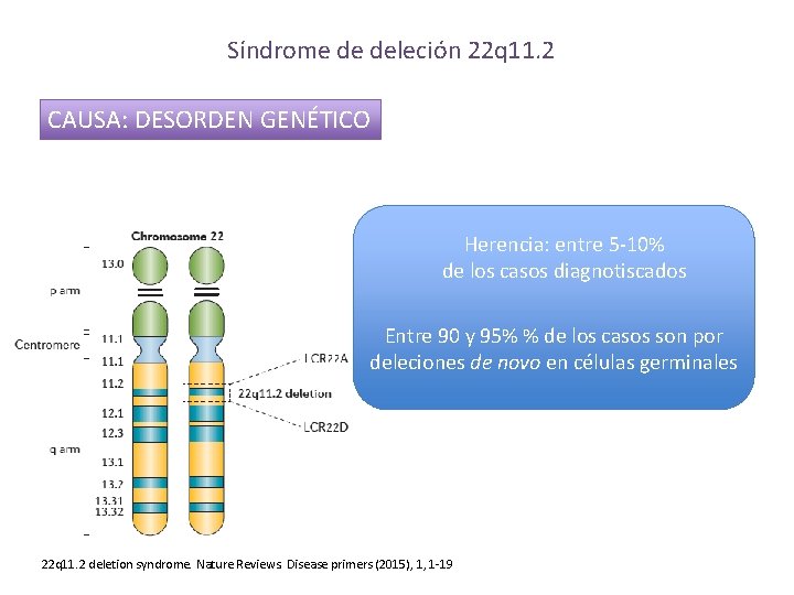 Síndrome de deleción 22 q 11. 2 CAUSA: DESORDEN GENÉTICO Herencia: entre 5 -10%