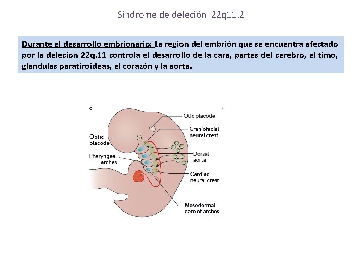 Síndrome de deleción 22 q 11. 2 Durante el desarrollo embrionario: La región del