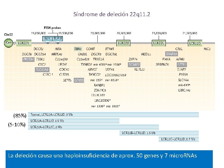 Síndrome de deleción 22 q 11. 2 (85%) (5 -10%) La deleción causa una