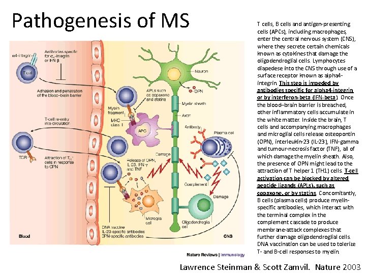 Pathogenesis of MS T cells, B cells and antigen-presenting cells (APCs), including macrophages, enter