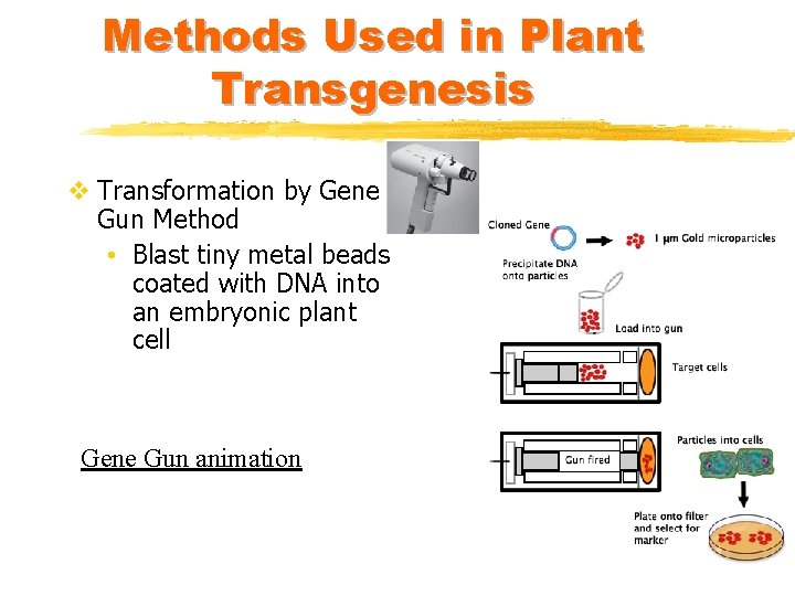 Methods Used in Plant Transgenesis v Transformation by Gene Gun Method • Blast tiny