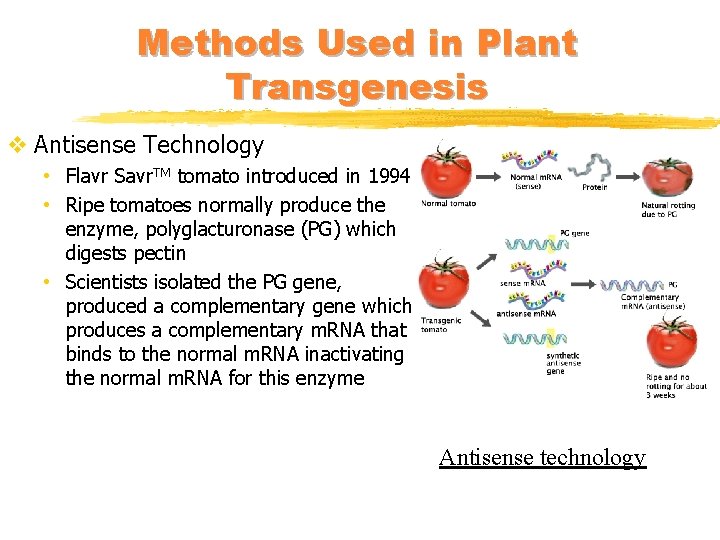 Methods Used in Plant Transgenesis v Antisense Technology • Flavr Savr. TM tomato introduced