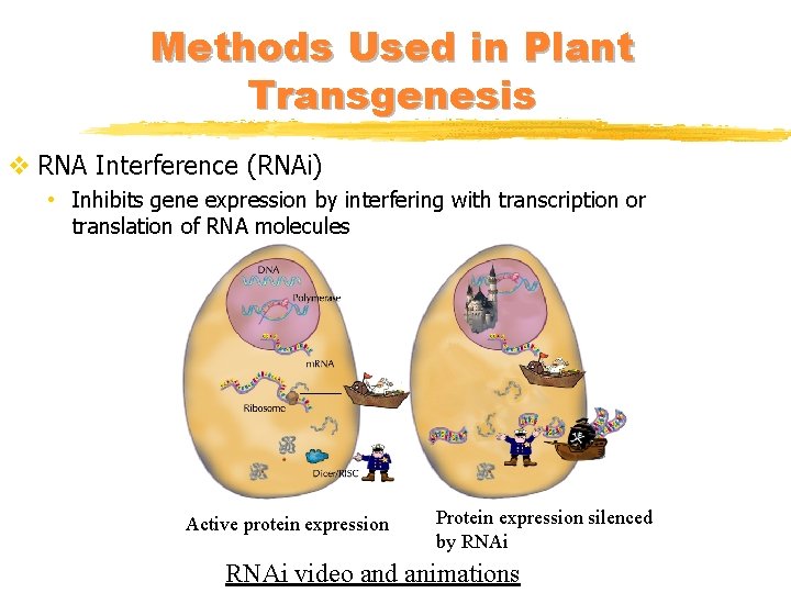 Methods Used in Plant Transgenesis v RNA Interference (RNAi) • Inhibits gene expression by