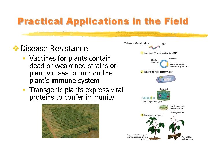 Practical Applications in the Field v Disease Resistance • Vaccines for plants contain dead