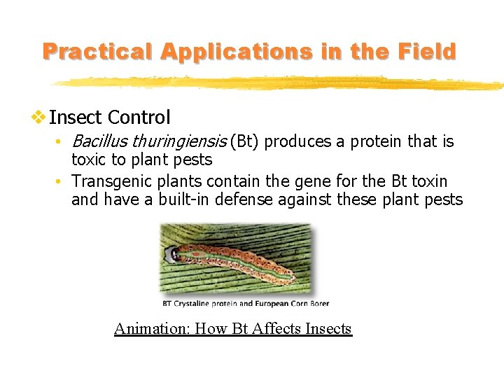 Practical Applications in the Field v Insect Control • Bacillus thuringiensis (Bt) produces a