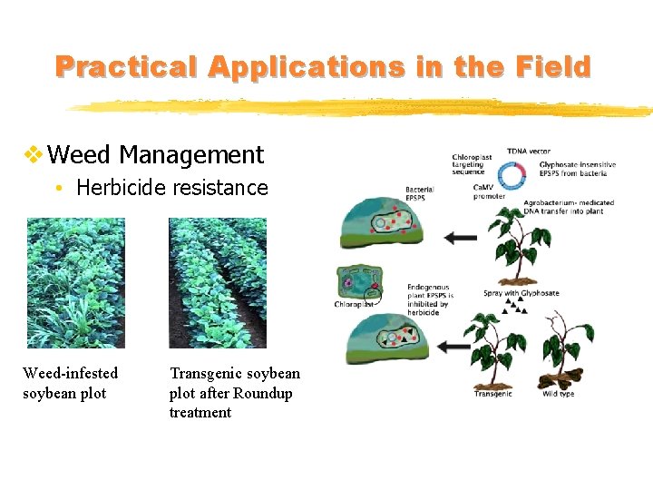 Practical Applications in the Field v Weed Management • Herbicide resistance Weed-infested soybean plot