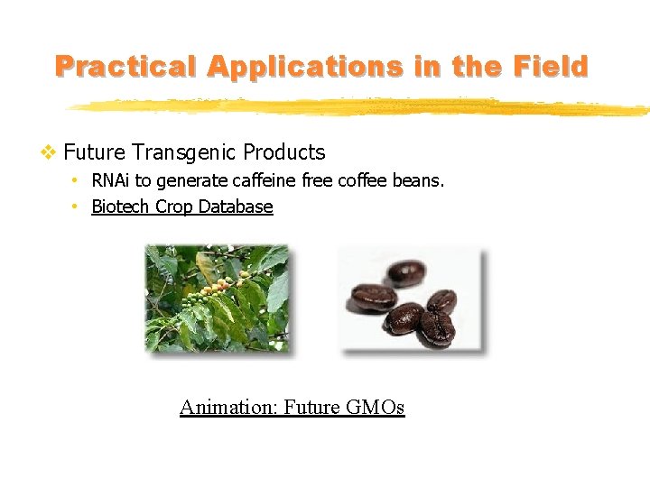 Practical Applications in the Field v Future Transgenic Products • RNAi to generate caffeine