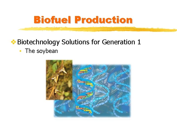 Biofuel Production v Biotechnology Solutions for Generation 1 • The soybean 