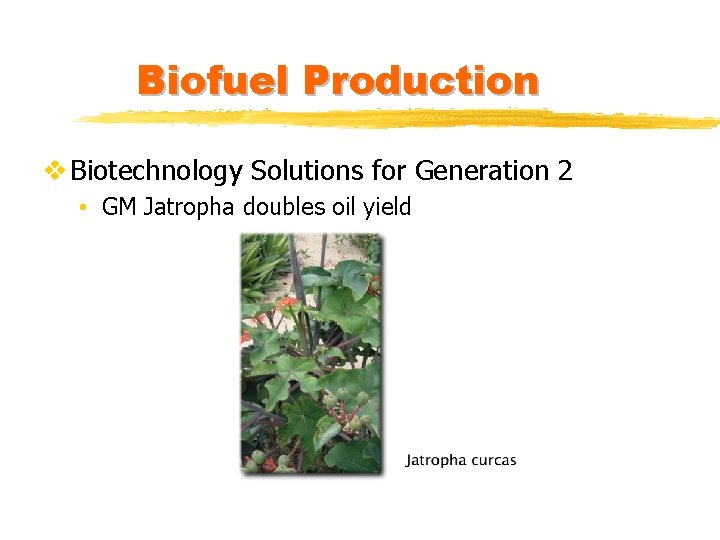 Biofuel Production v Biotechnology Solutions for Generation 2 • GM Jatropha doubles oil yield
