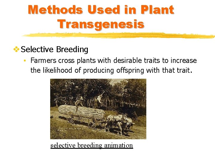 Methods Used in Plant Transgenesis v Selective Breeding • Farmers cross plants with desirable
