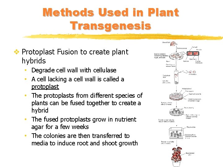 Methods Used in Plant Transgenesis v Protoplast Fusion to create plant hybrids • Degrade