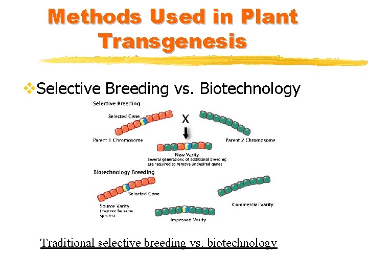 Methods Used in Plant Transgenesis v. Selective Breeding vs. Biotechnology Traditional selective breeding vs.