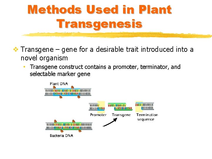 Methods Used in Plant Transgenesis v Transgene – gene for a desirable trait introduced
