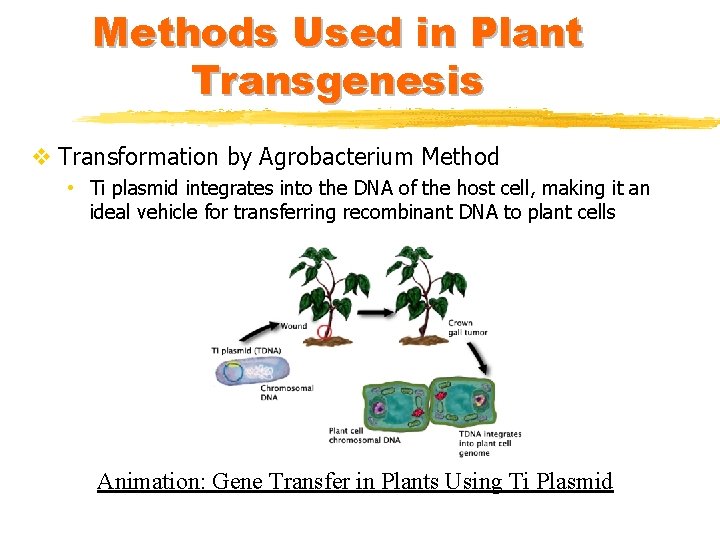 Methods Used in Plant Transgenesis v Transformation by Agrobacterium Method • Ti plasmid integrates