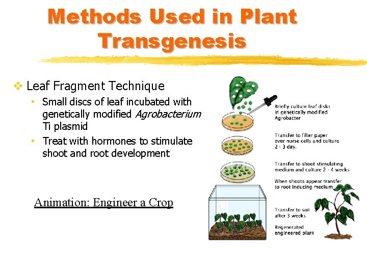 Methods Used in Plant Transgenesis v Leaf Fragment Technique • Small discs of leaf