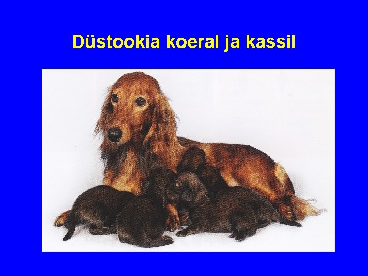 Düstookia koeral ja kassil 