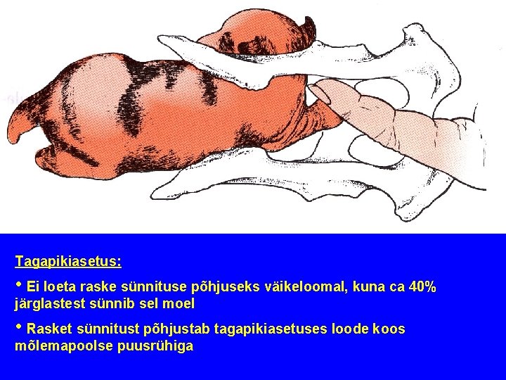 Tagapikiasetus: • Ei loeta raske sünnituse põhjuseks väikeloomal, kuna ca 40% järglastest sünnib sel