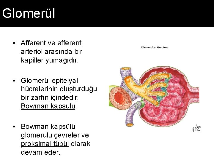 Glomerül • Afferent ve efferent arteriol arasında bir kapiller yumağıdır. • Glomerül epitelyal hücrelerinin