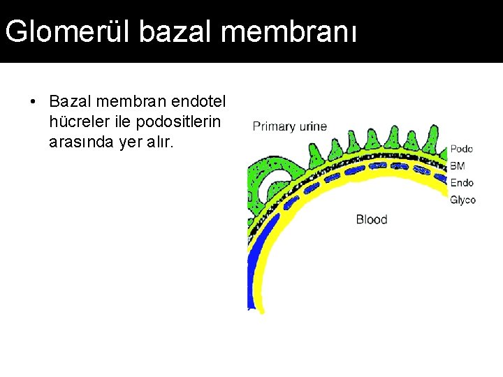 Glomerül bazal membranı • Bazal membran endotel hücreler ile podositlerin arasında yer alır. 