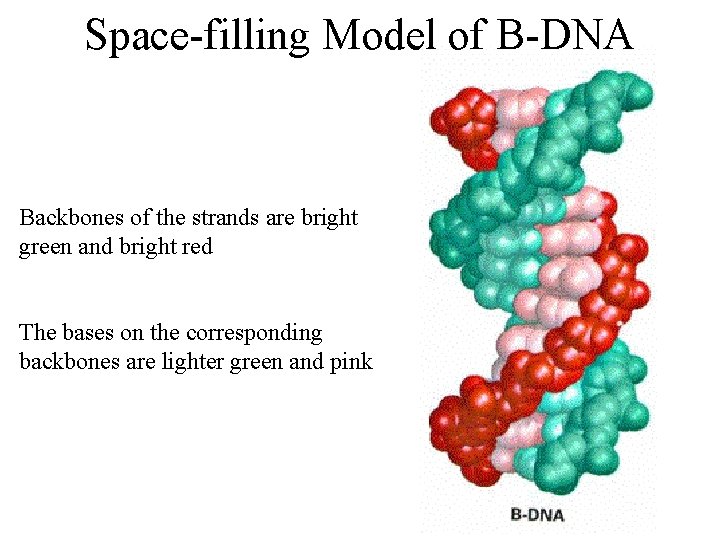 Space-filling Model of B-DNA Backbones of the strands are bright green and bright red