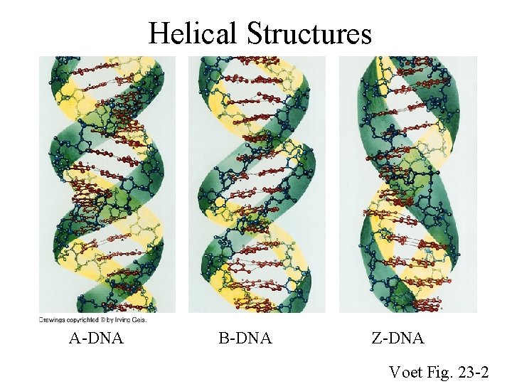 Helical Structures A-DNA B-DNA Z-DNA Voet Fig. 23 -2 