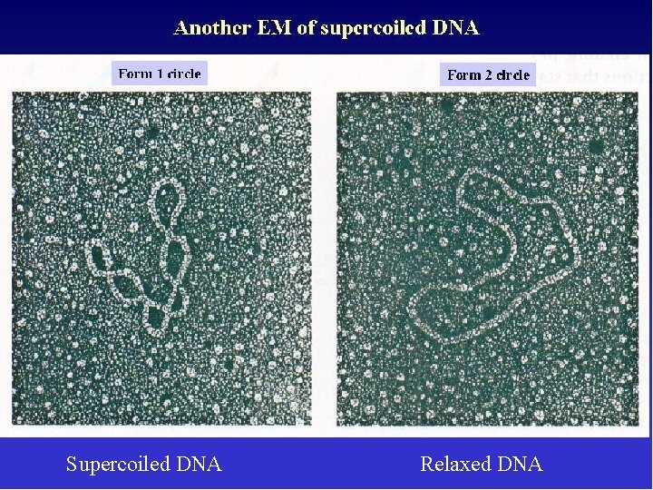 Supercoiling of DNA Supercoiled DNA Relaxed DNA 