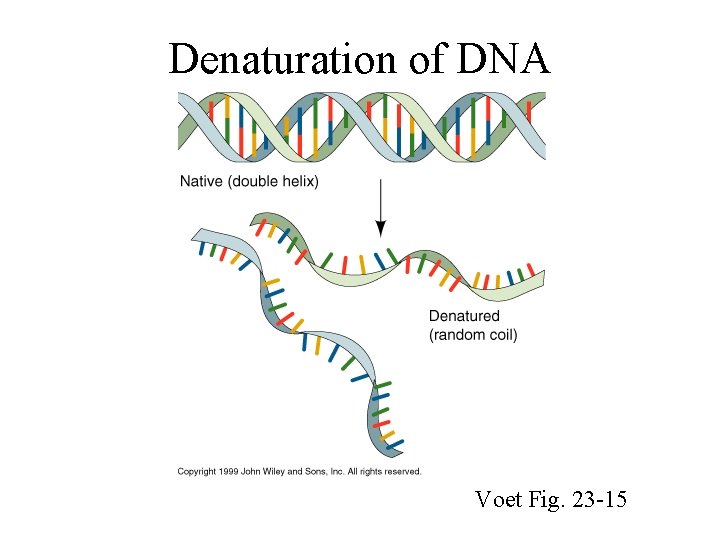 Denaturation of DNA Voet Fig. 23 -15 