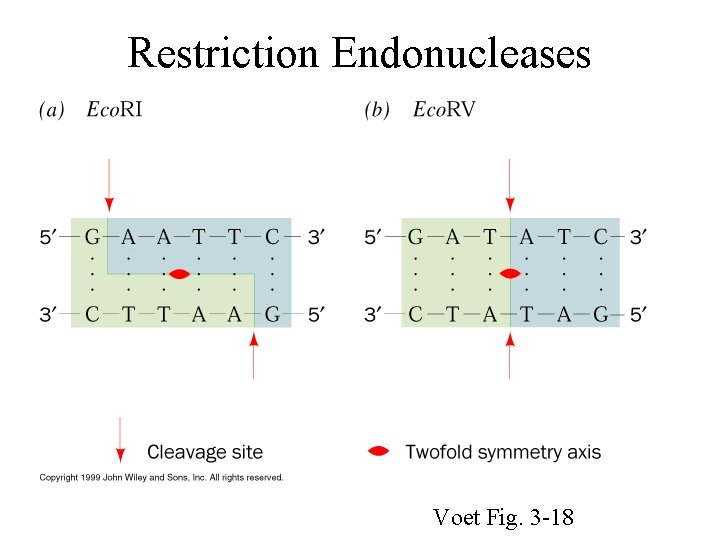 Restriction Endonucleases Voet Fig. 3 -18 